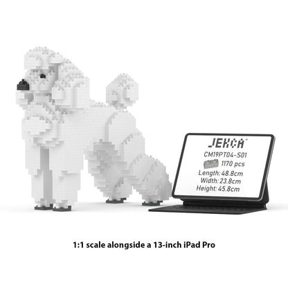 Chien Grand Caniche blanc