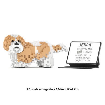 Chien Shih Tzu taches beiges