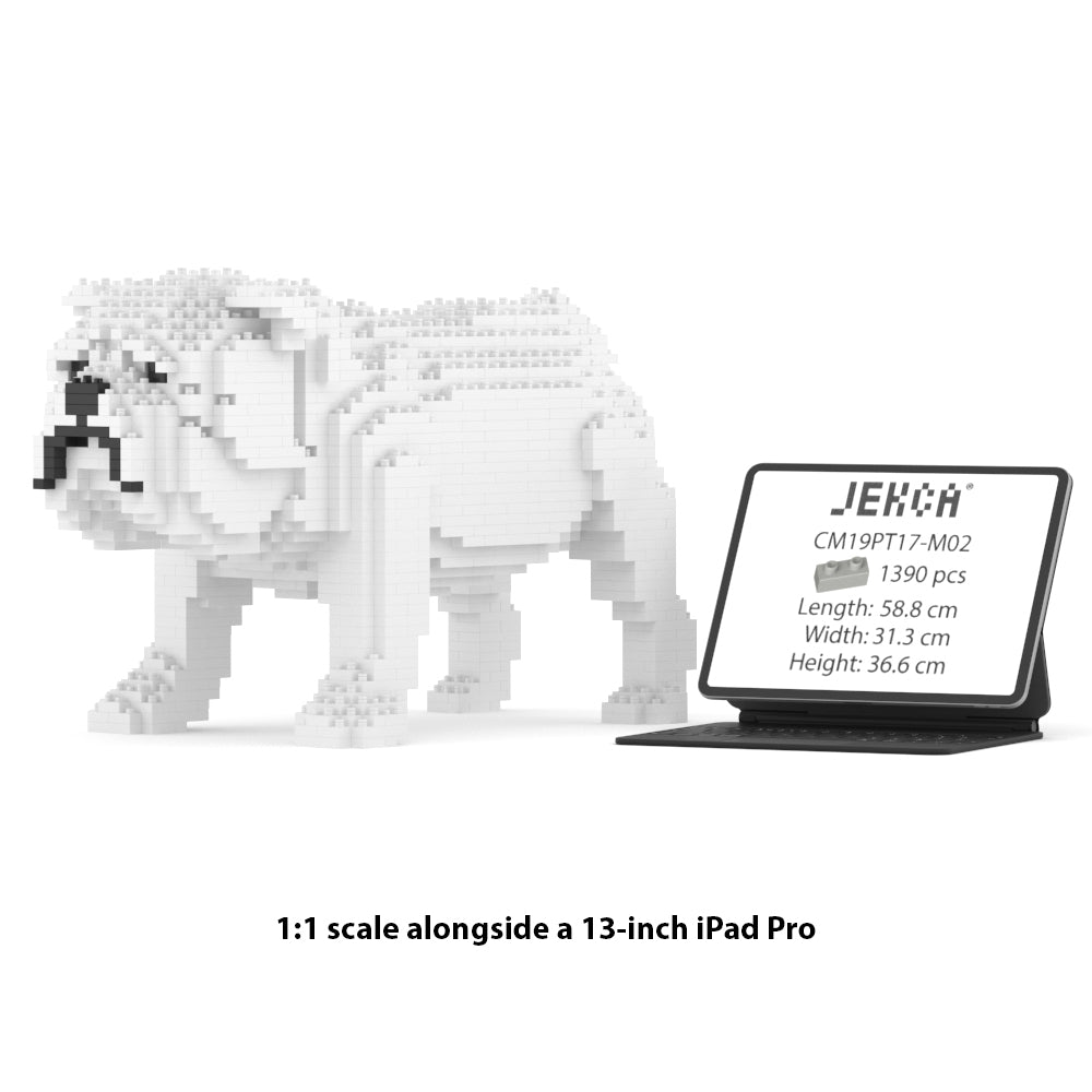 Chien Bulldog Anglais blanc