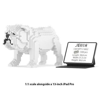 Chien Bulldog Anglais blanc