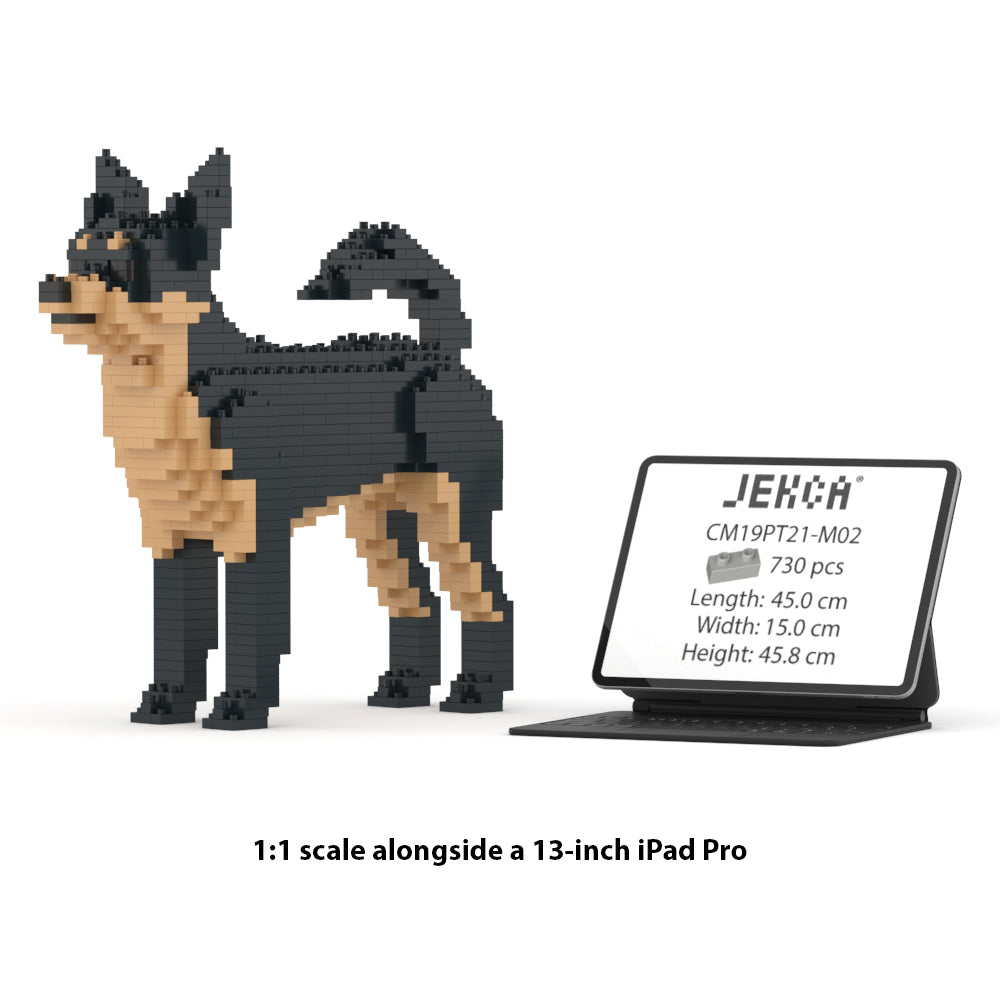 Chien Chihuahua noir