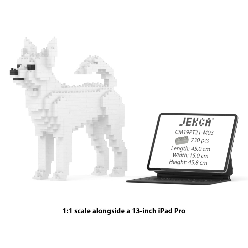 Chien Chihuahua blanc