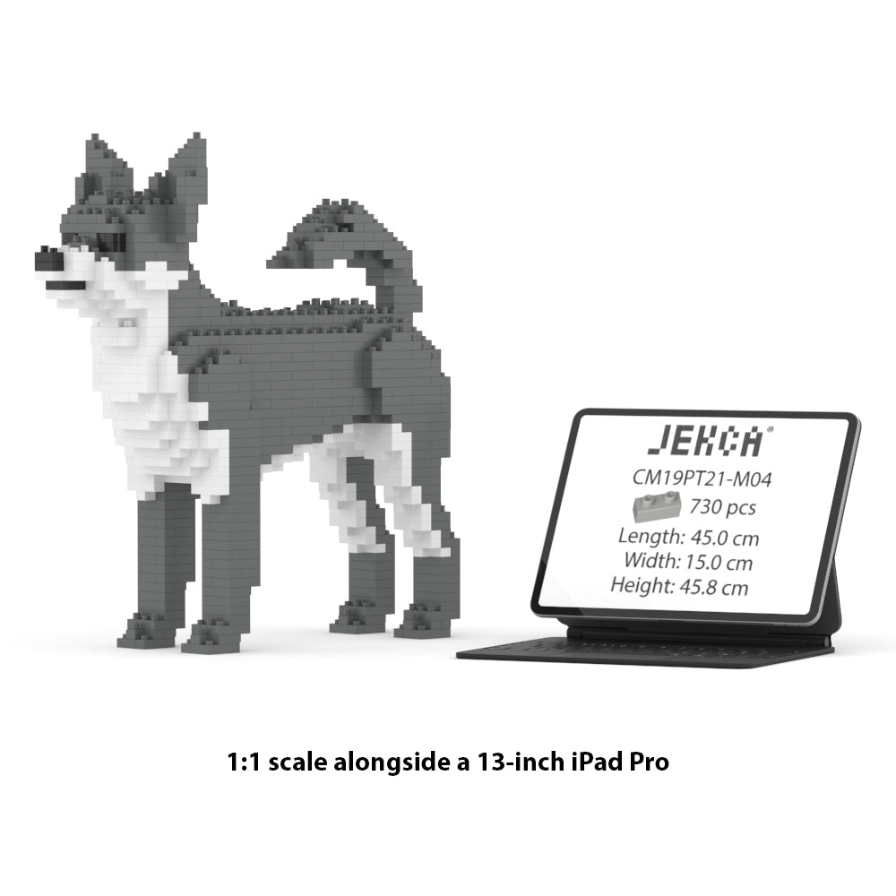 Chien Chihuahua gris