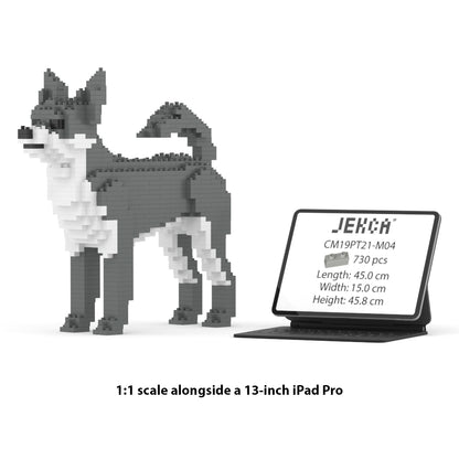 Chien Chihuahua gris