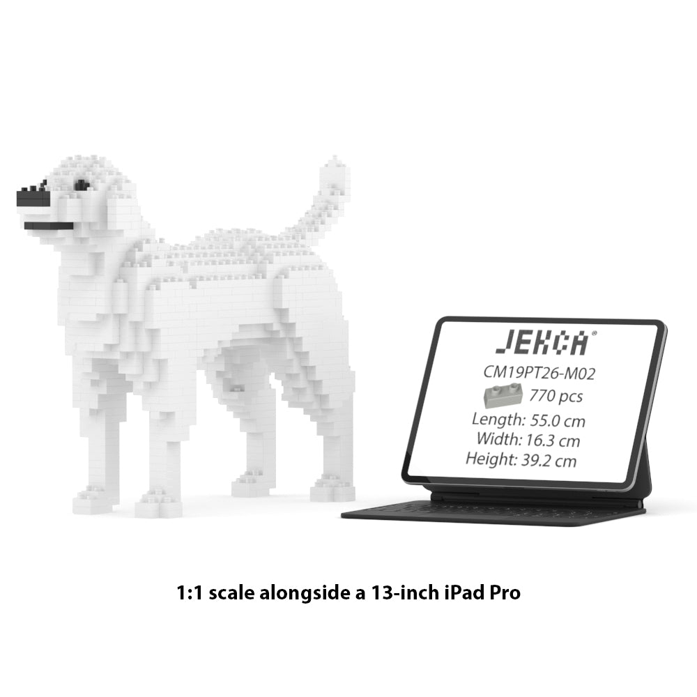 Chien Labrador Retriever blanc