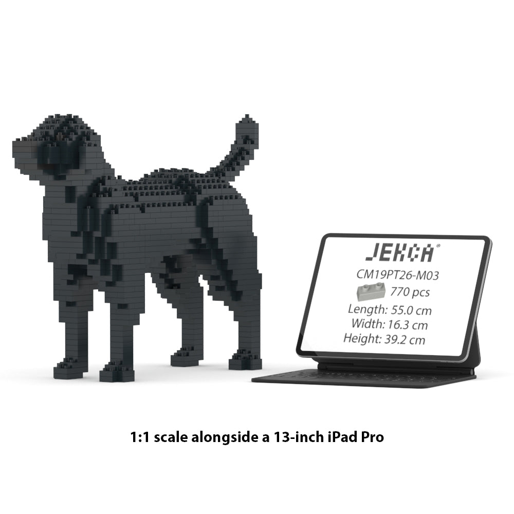 Chien Labrador Retriever noir