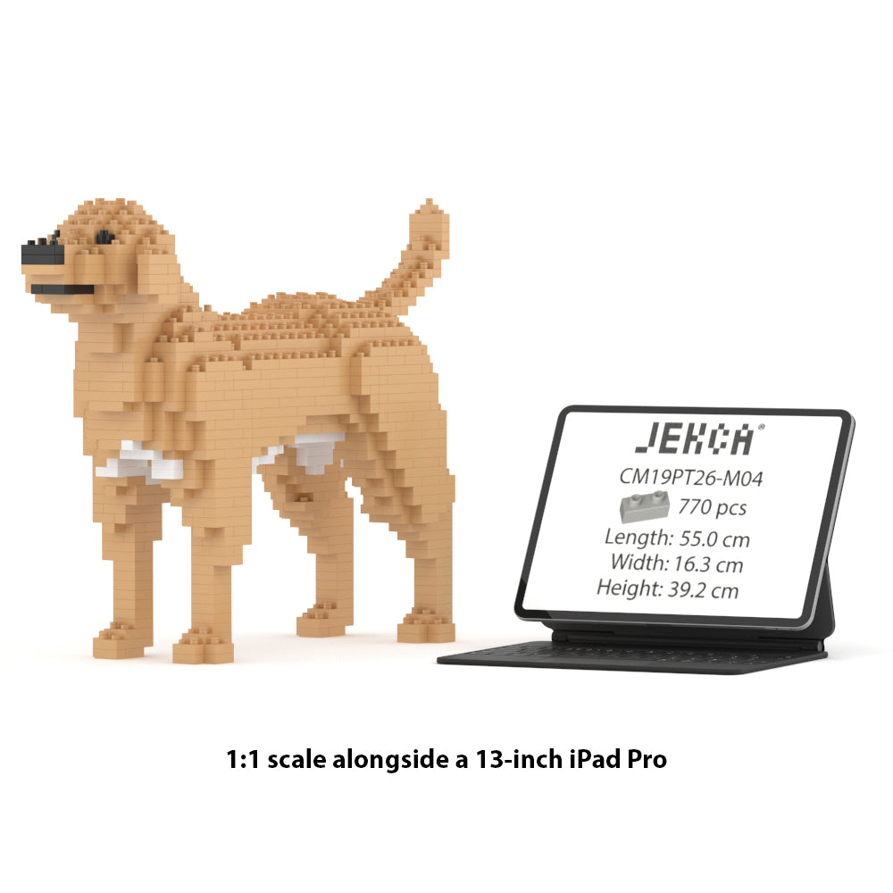 Chien Labrador Retriever beige