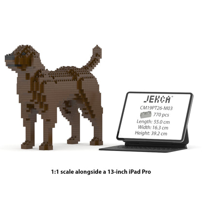 Chien Labrador Retriever marron