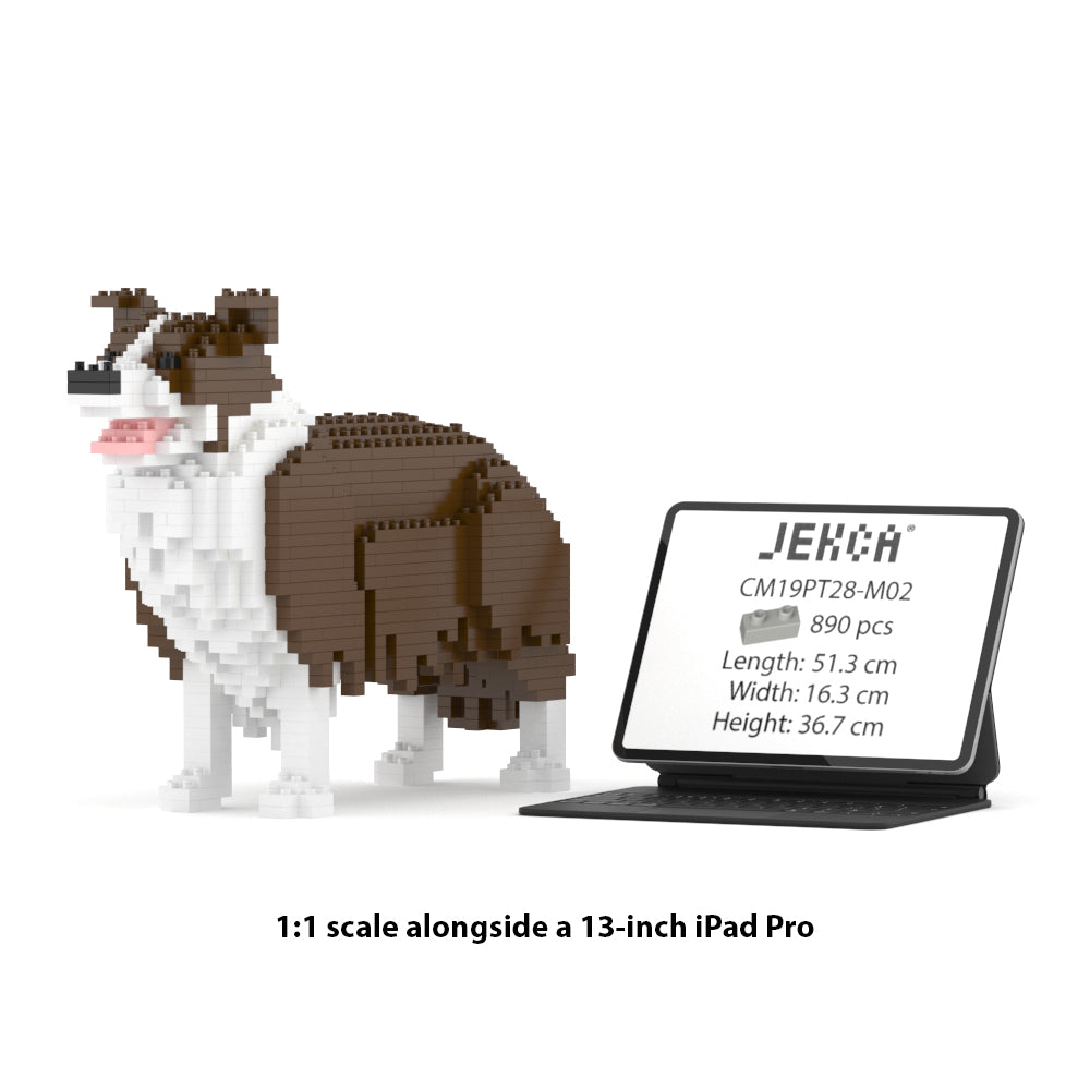 Chien Border Collie marron