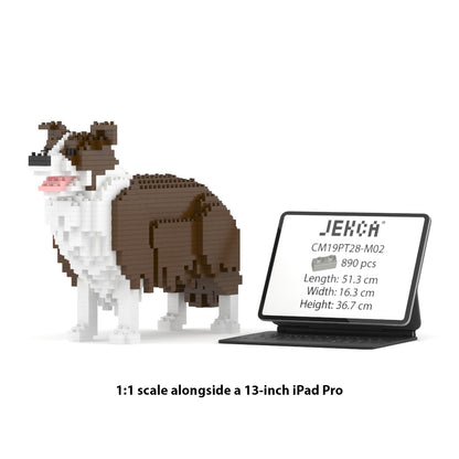 Chien Border Collie marron