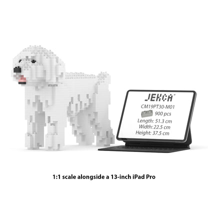Chien Caniche Nain blanc