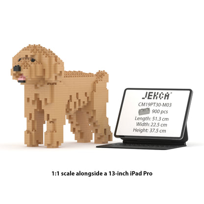 Chien Caniche Nain beige