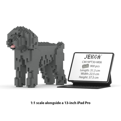 Chien Caniche Nain gris