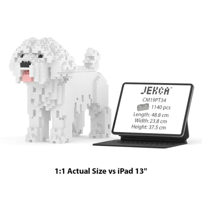 Chien Bichon Maltais