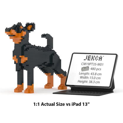 Chien Pinscher Nain noir