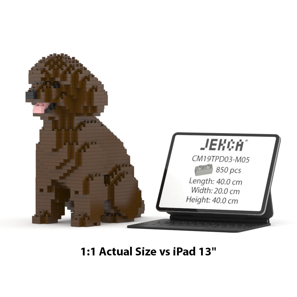 Chien Caniche Nain assis marron