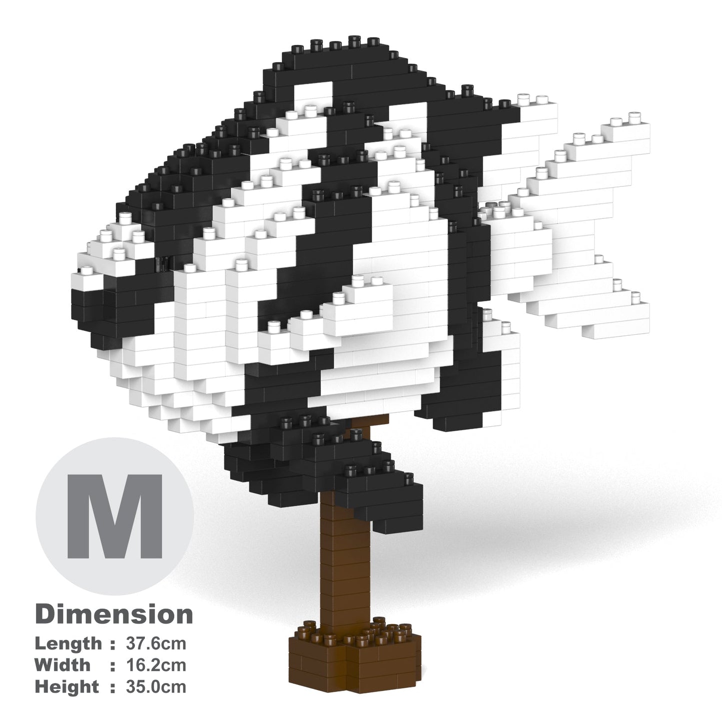 Poisson Demoiselle à queue blanche