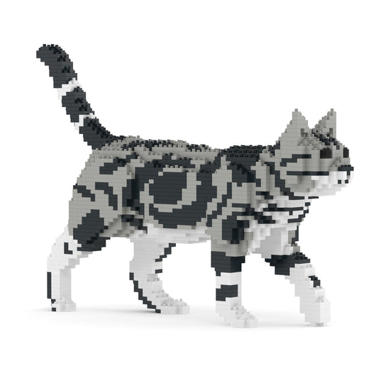 Chat American Shorthair