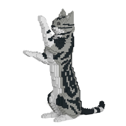Chat American Shorthair debout