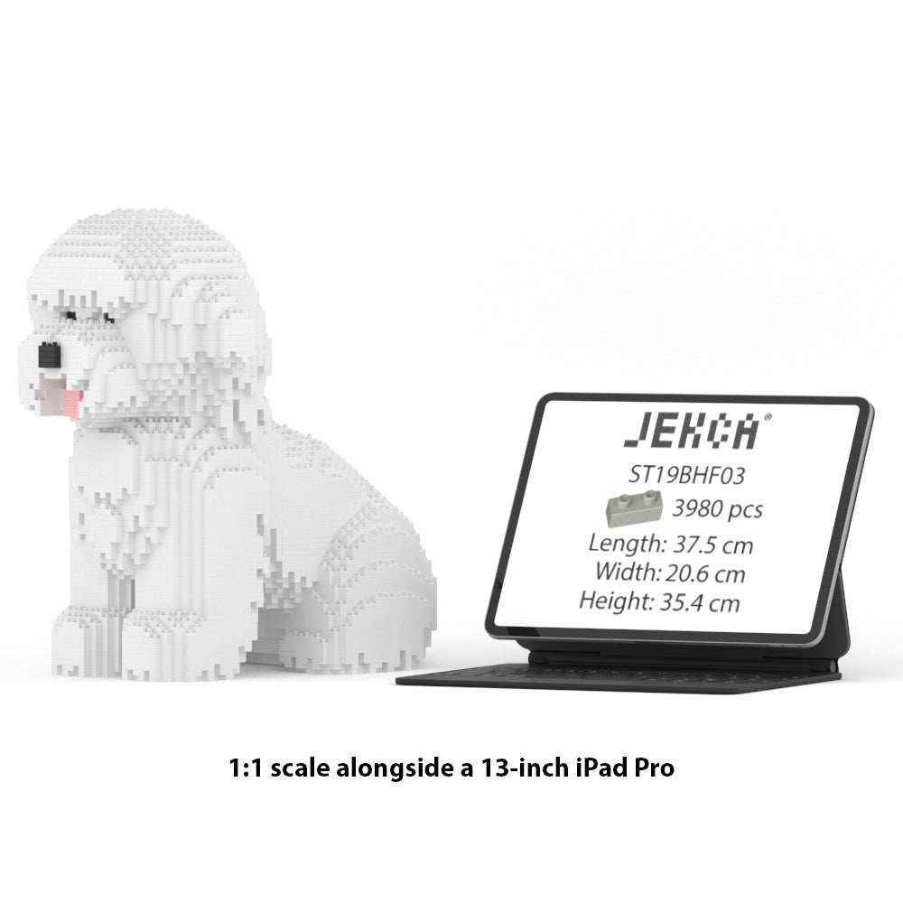 Chien Bichon à poil frisé assis