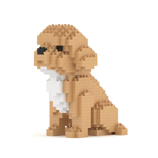 Mini Cockapoo 01