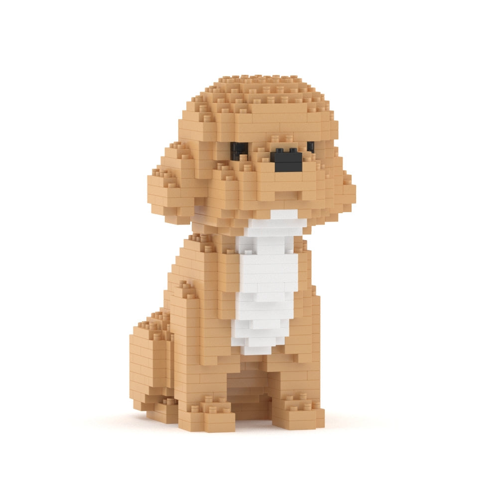 Mini Cockapoo 01