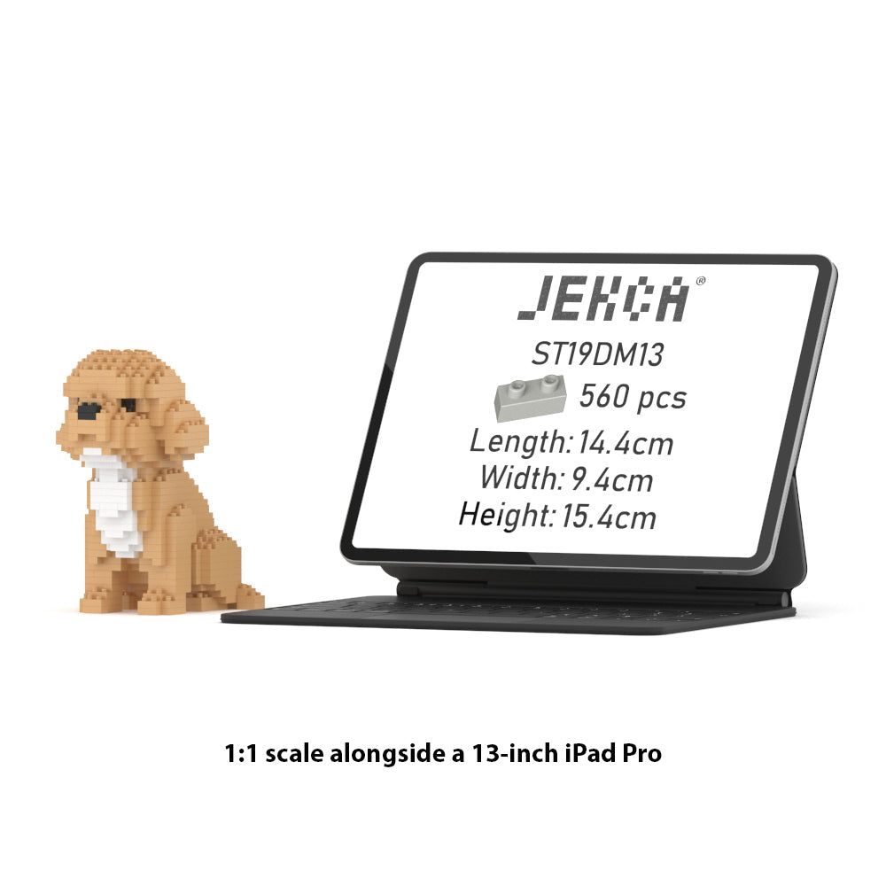 Mini Cockapoo 01
