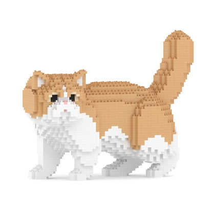 Chat Exotic Shorthair beige