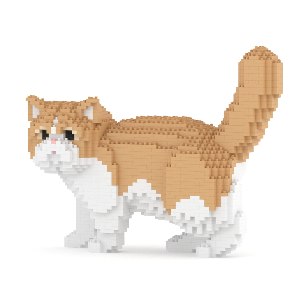 Chat Exotic Shorthair beige