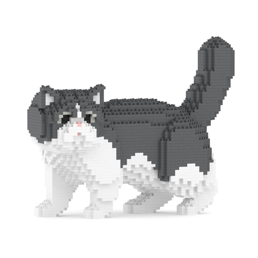 Chat Exotic Shorthair gris