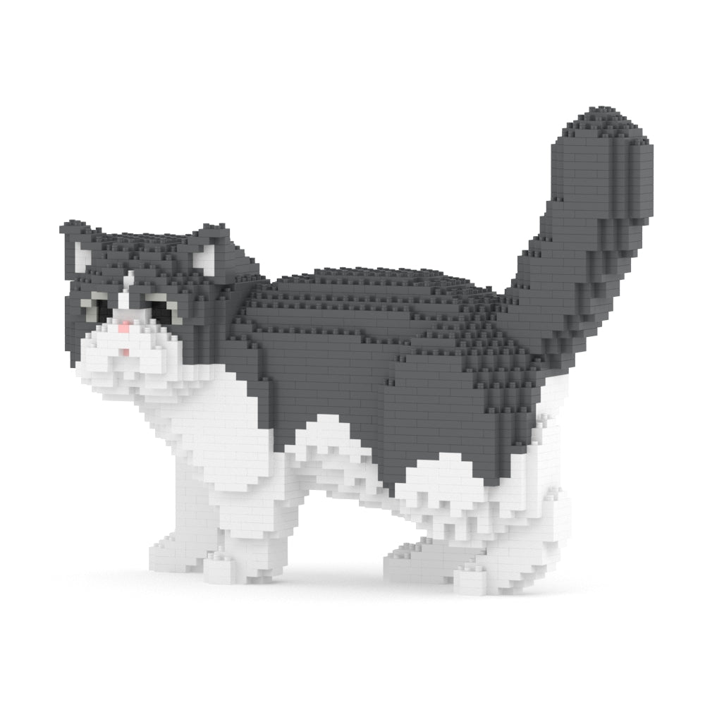Chat Exotic Shorthair gris