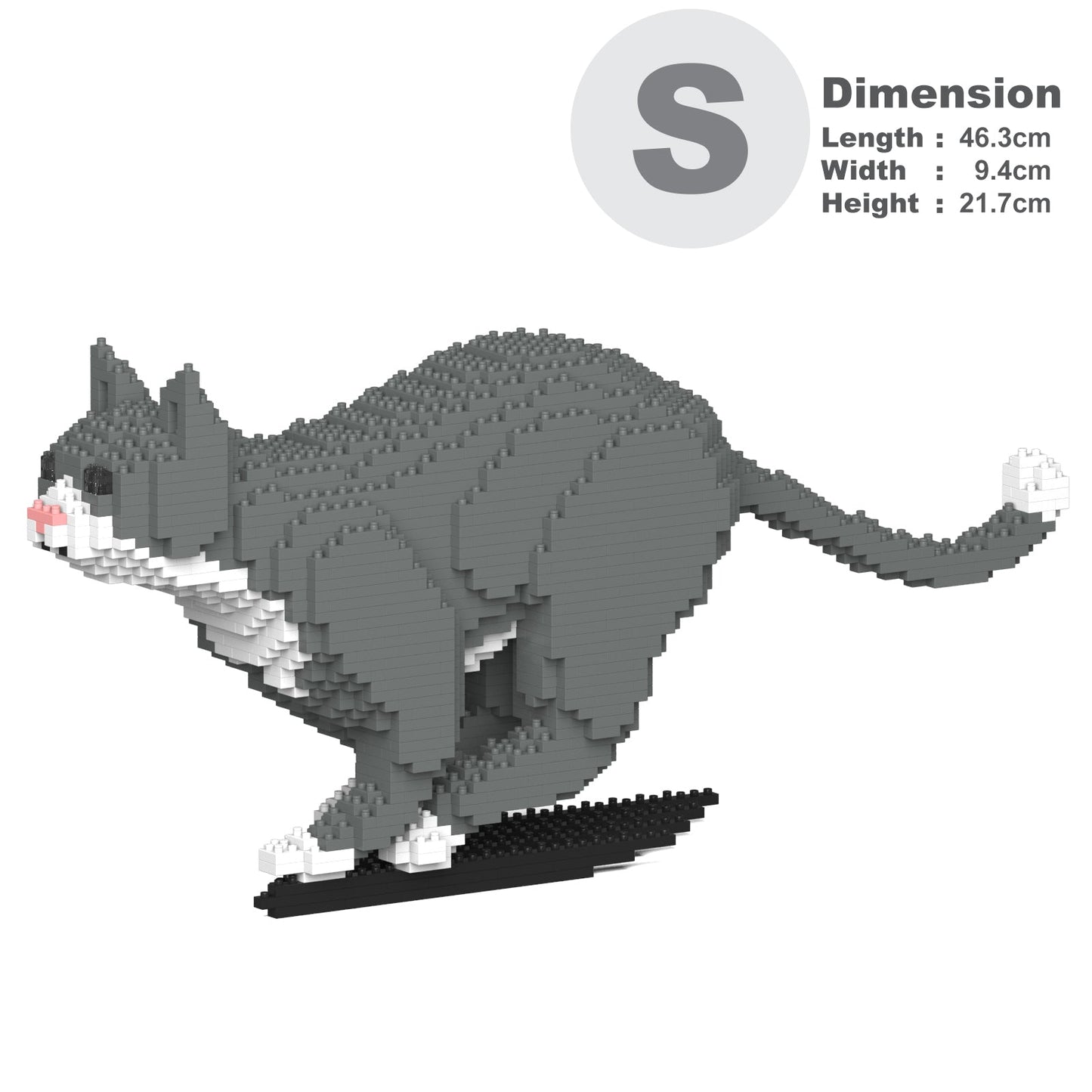 Chat Tuxedo gris qui court