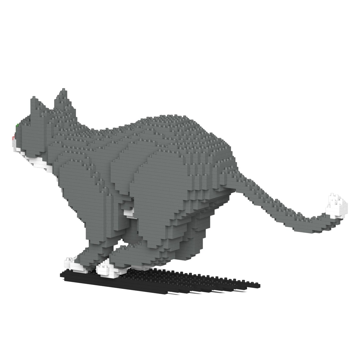 Chat Tuxedo gris qui court