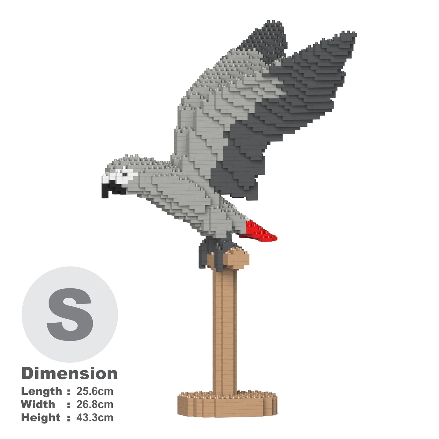 Perroquet Gris du Gabon ailes déployées