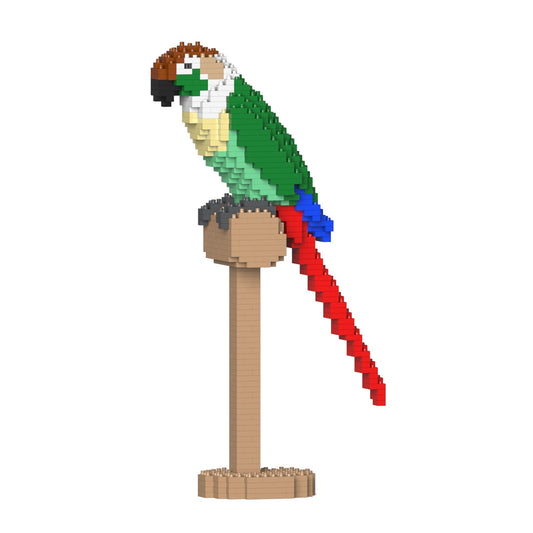 Conure de Molina à tête marron