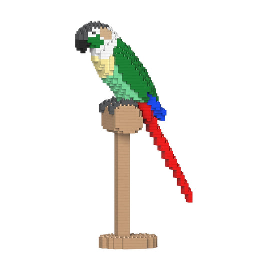 Conure de Molina à tête grise