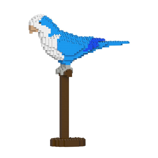 Perruche Veuve bleue