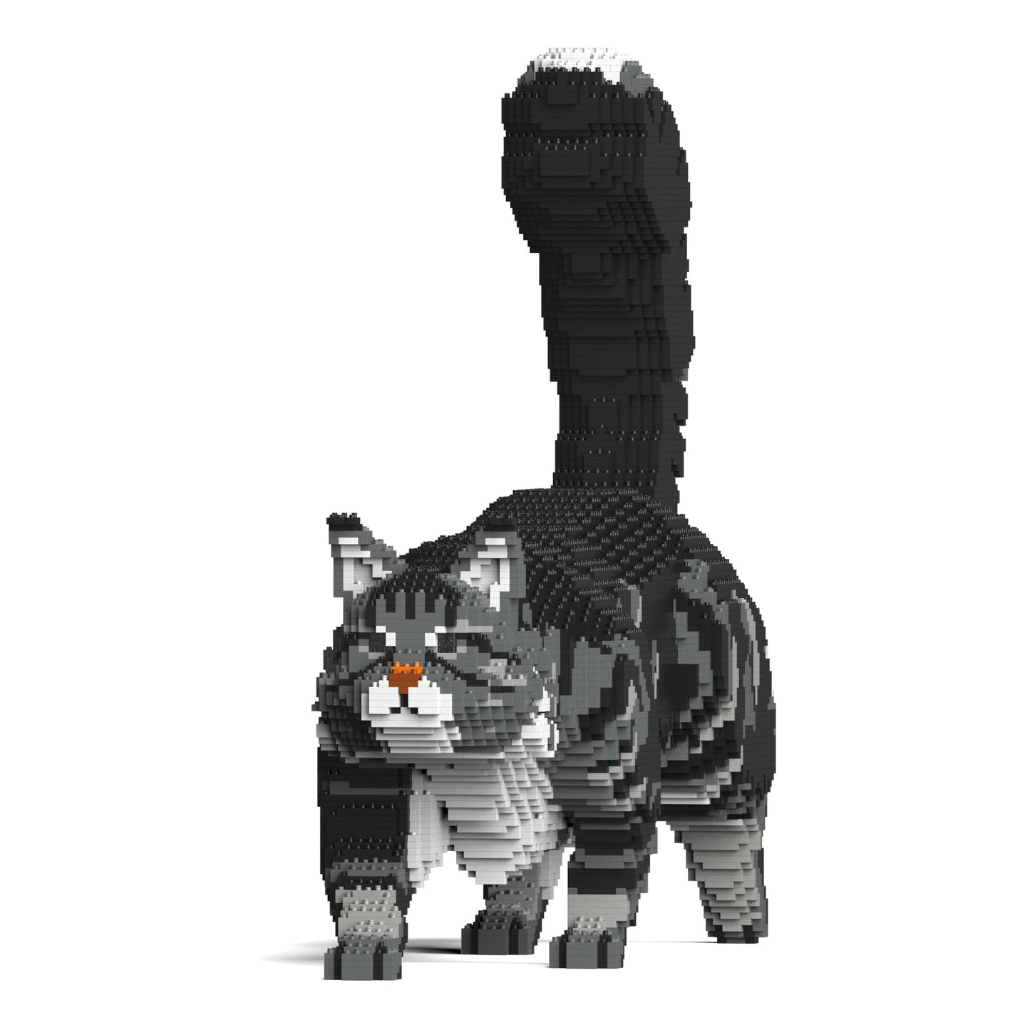 Chat Maine Coon gris