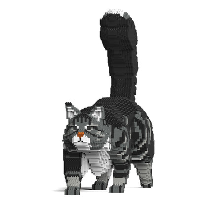 Chat Maine Coon gris