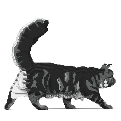 Chat Maine Coon gris