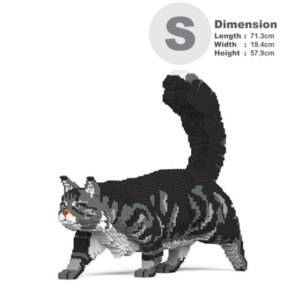 Chat Maine Coon gris