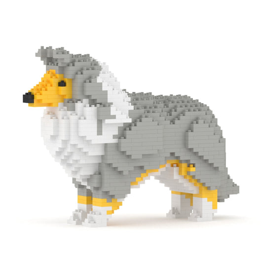 Chien Berger des Shetland gris