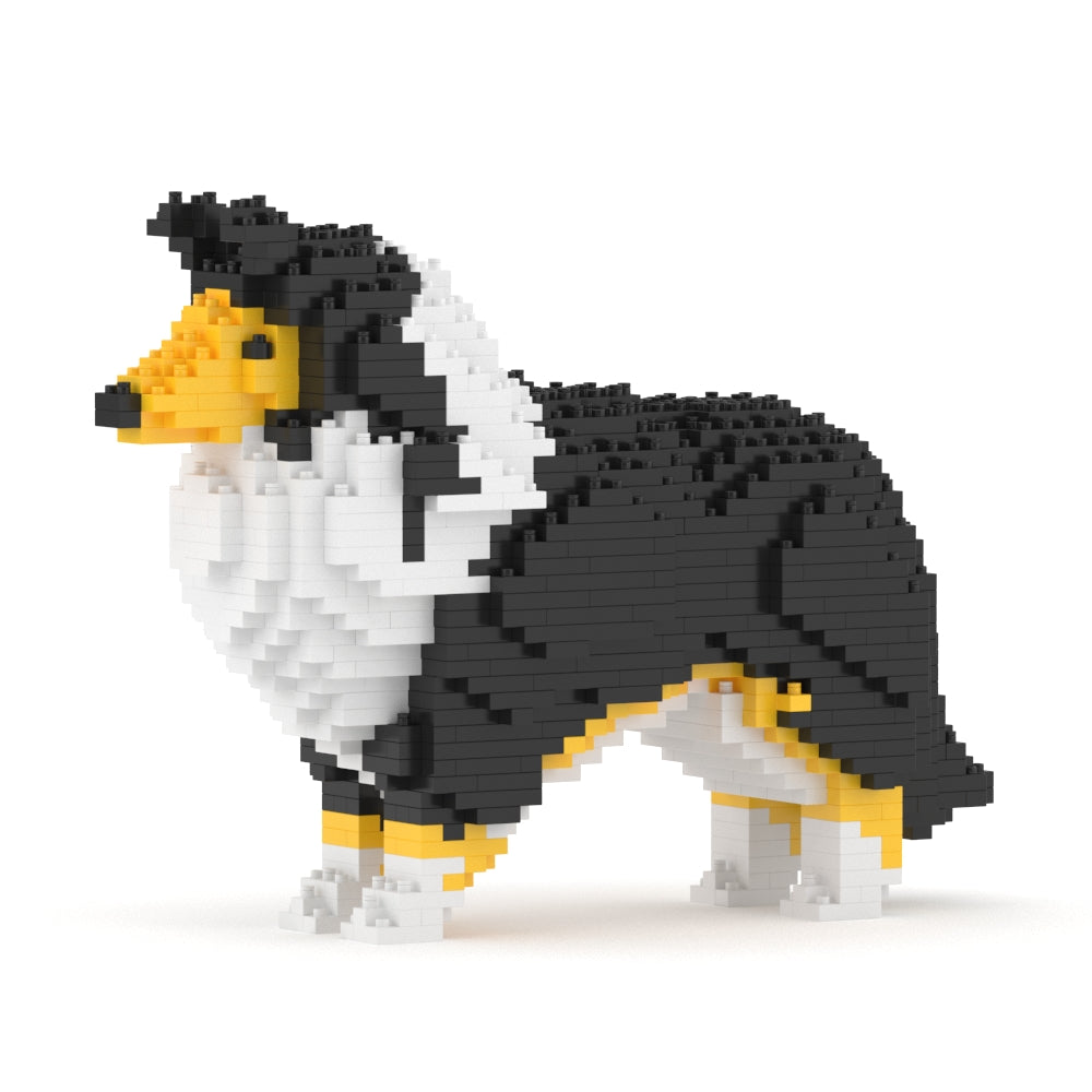 Chien Berger des Shetland noir