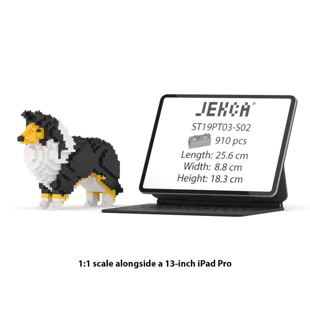 Chien Berger des Shetland noir