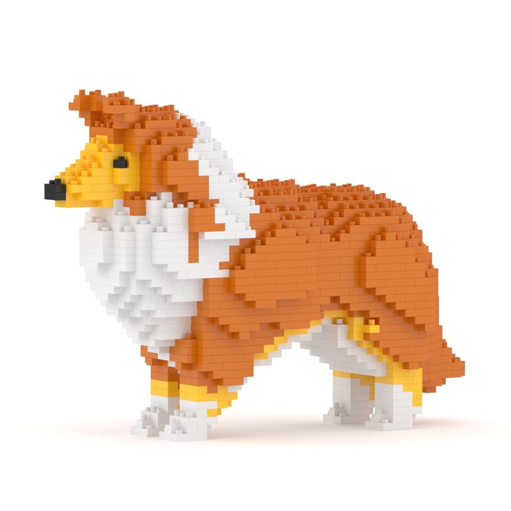 Chien Berger des Shetland marron