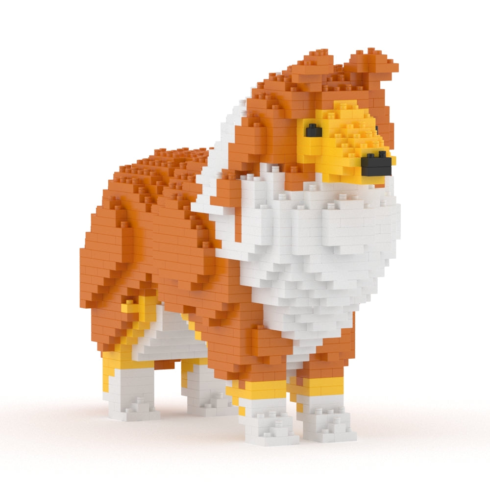 Chien Berger des Shetland marron