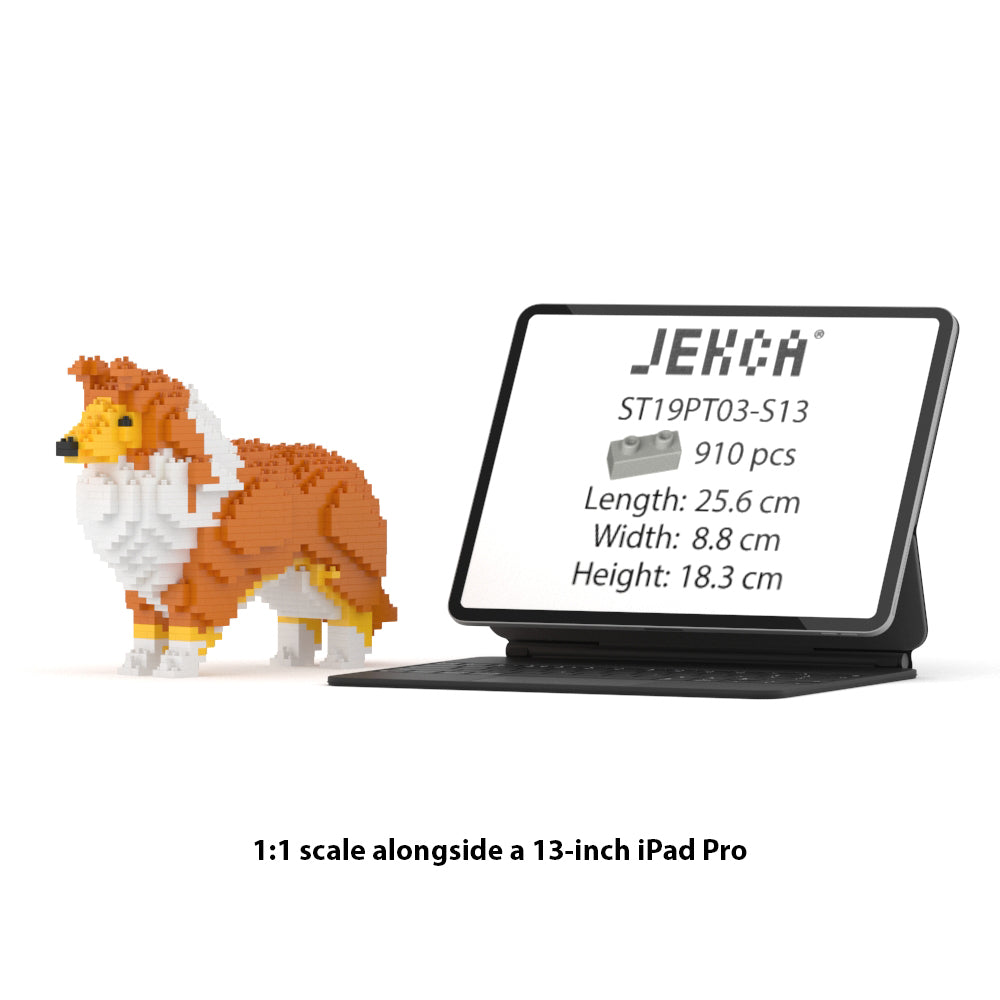 Chien Berger des Shetland marron