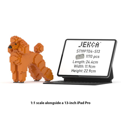 Chien Grand Caniche roux