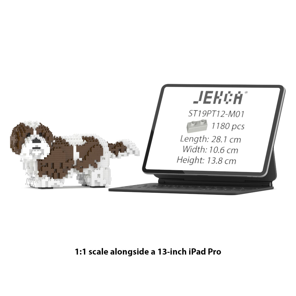 Chien Shih Tzu taches marrons