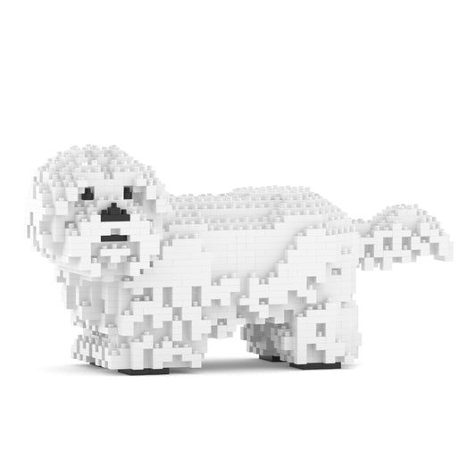 Chien Shih Tzu blanc